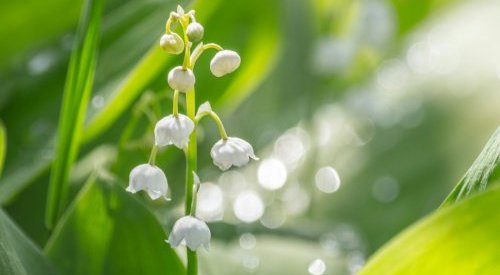 Givaudan lança Nympheal, ingrediente para perfumes com perfil floral branco