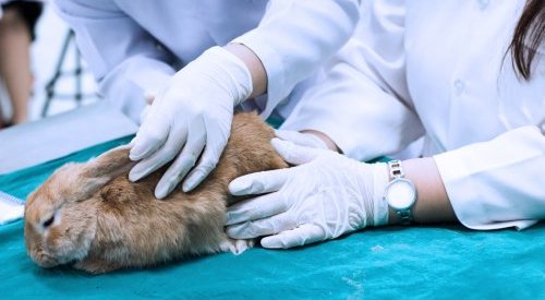 O que prevê o projeto que veta os testes cosméticos em animais?