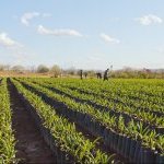 A macaúba (Acrocomia aculeata) é uma árvore nativa do Brasil e está adaptada a condições semiáridas e solos pobres. Desde 2015, a INOCAS desenvolveu, implementou e aperfeiçoou um modelo inovador para cultivar macaúbas em pastagens degradadas, melhorando a qualidade e a produtividade do solo. (Foto: INOCAS)