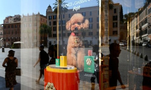 Dolce & Gabbana lança perfume para cães por mais de US$ 100