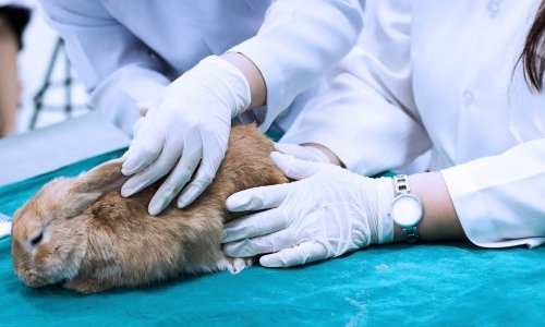O que prevê o projeto que veta os testes cosméticos em animais?