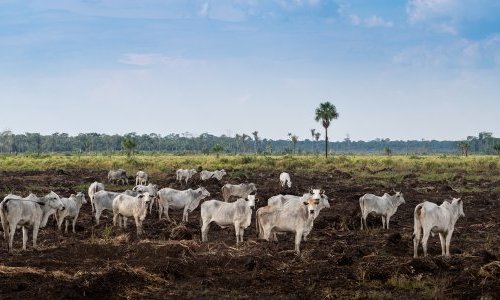 Comércio de colágeno alimenta desmatamento no Paraguai, denuncia ONG