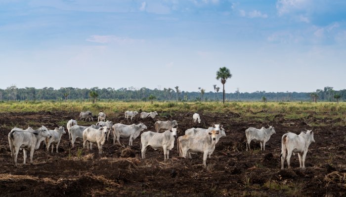 Comércio de colágeno alimenta desmatamento no Paraguai, denuncia ONG